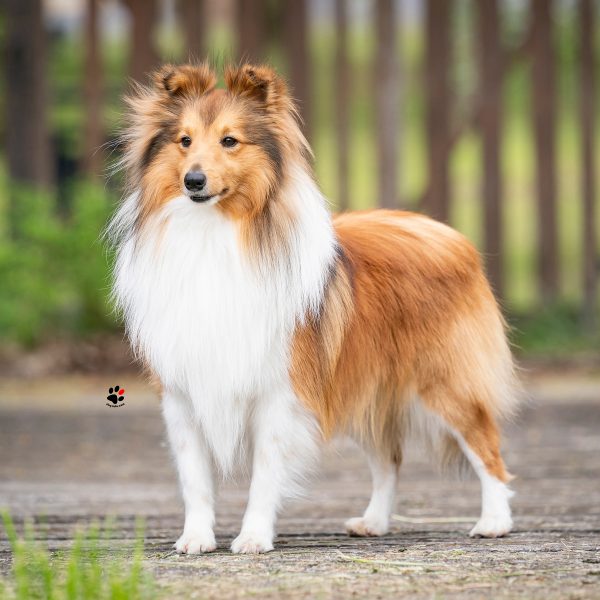 DSC08393-willx